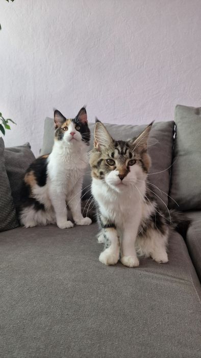 Cudowna Koteczka Maine Coon!