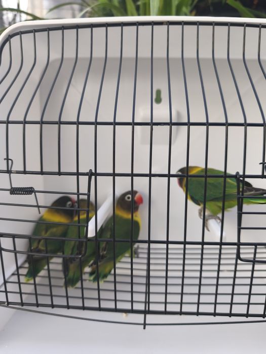 Agapórnis personatas