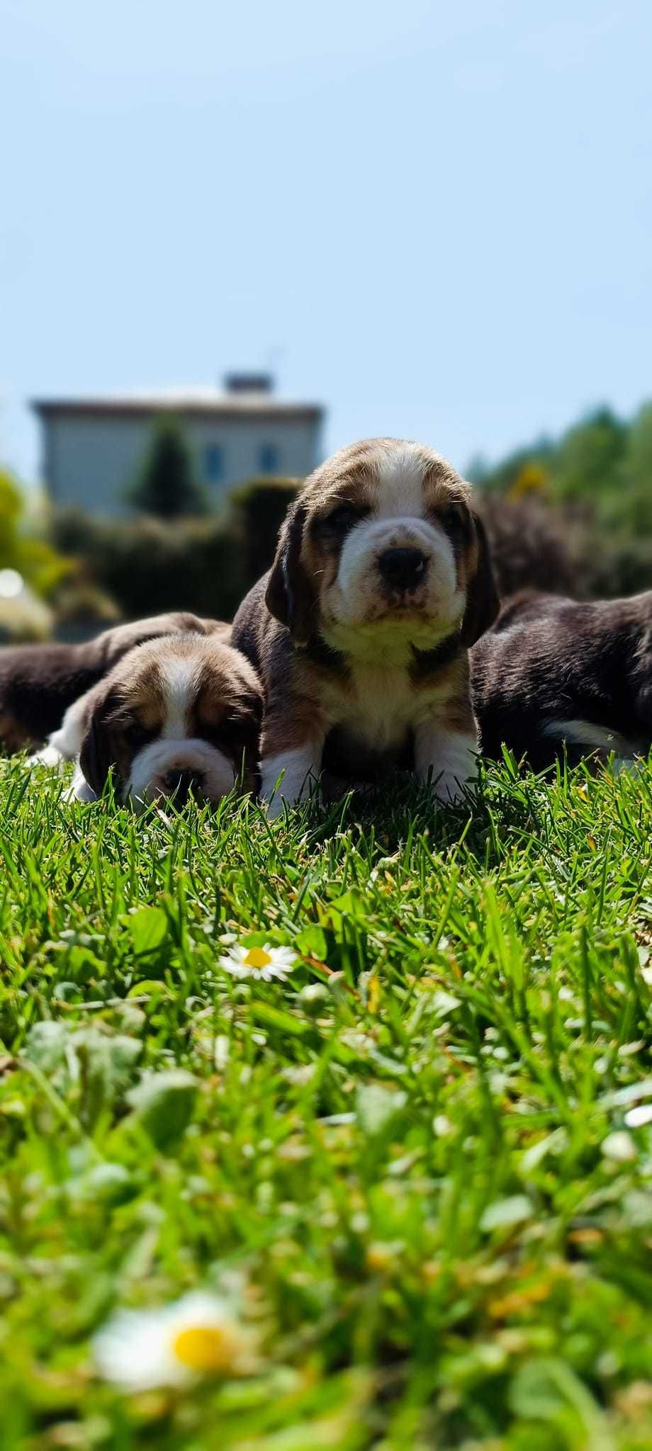 Beagle tricolor ZKwP (FCI)