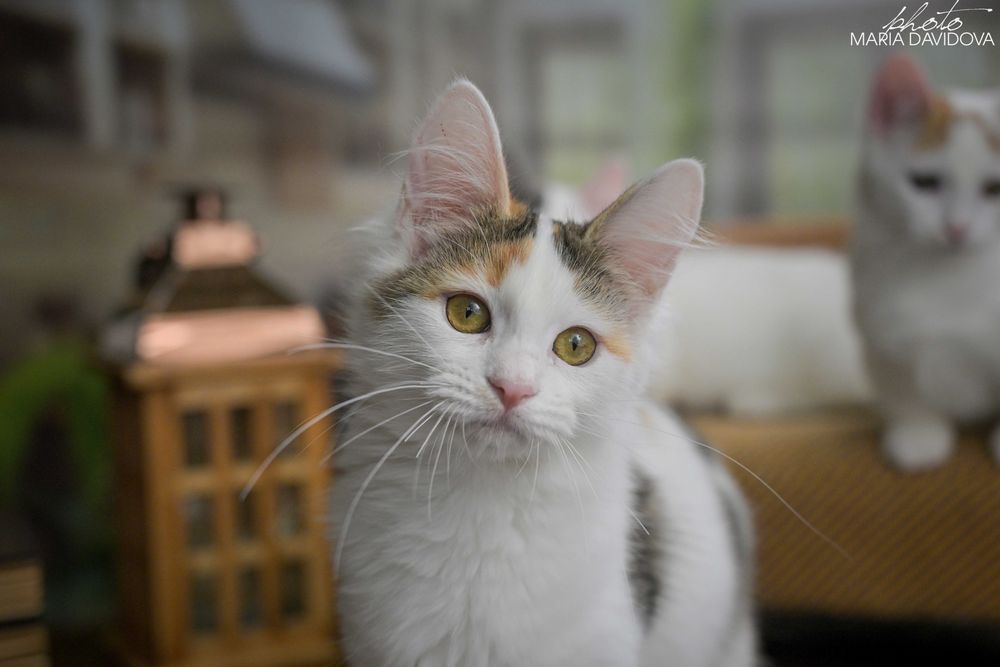 Черепаховая кошечка 4 мес — привита, знает лоток, ласковая