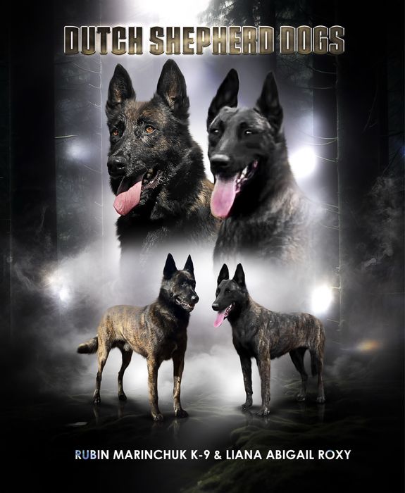 Бронь! Щенки голландской овчарки ( хердер)