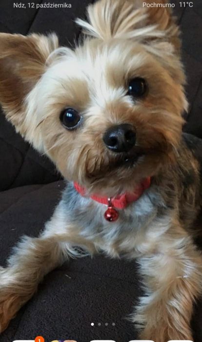 Yorkshire terrier mini