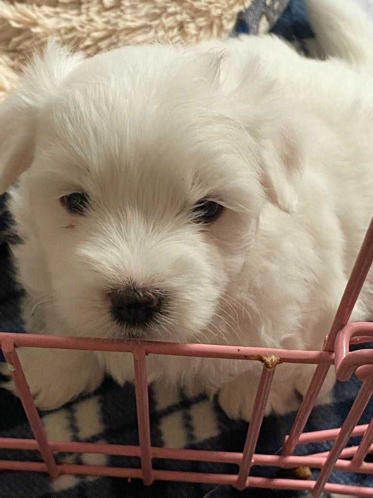 Szczeniak  Coton de Tulear  ZKwP/FCI