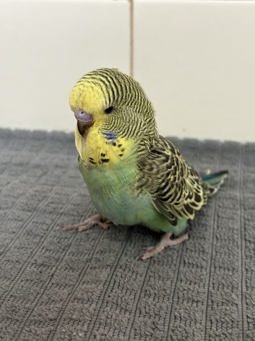 Periquito inglês domesticado