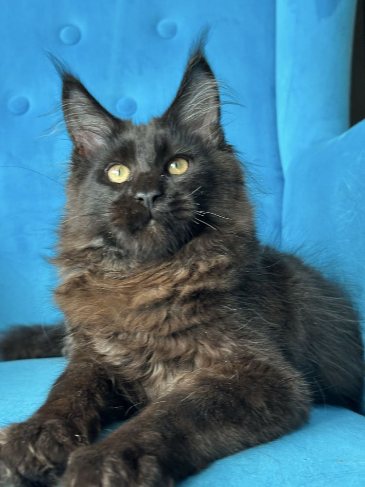 Czarny kocurek Maine Coon gotowy do odbioru