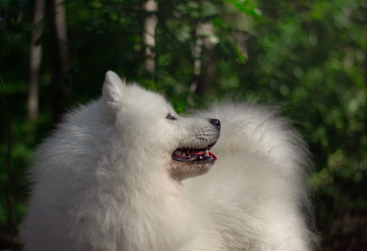 Reproduktor Samoyed FCI