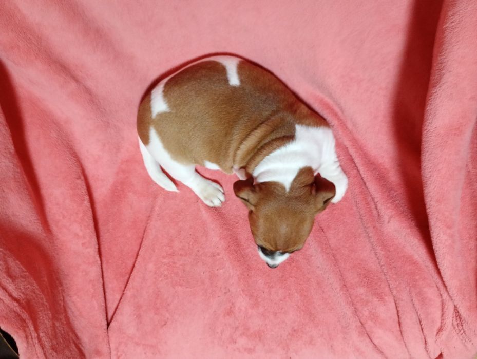 Suczka Jack Russell Terrier szuka domku bicolor