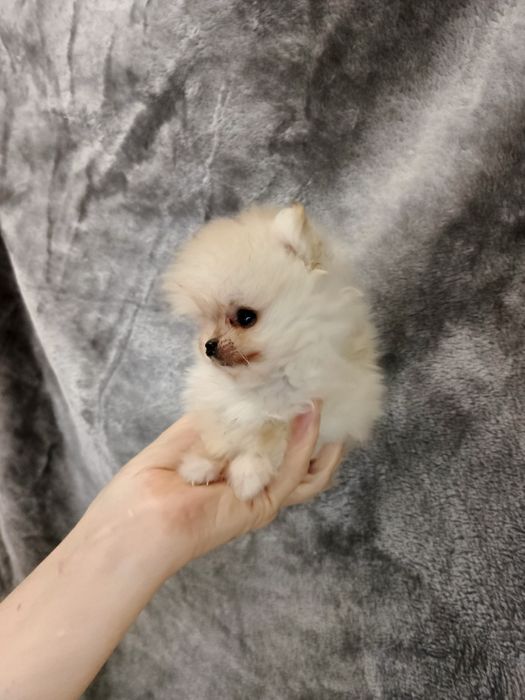 Київський Гномік.Документи прививки,Чіп.