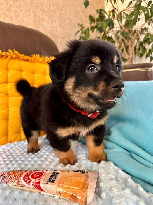 Mały gostek do adopcji - Parmezan!