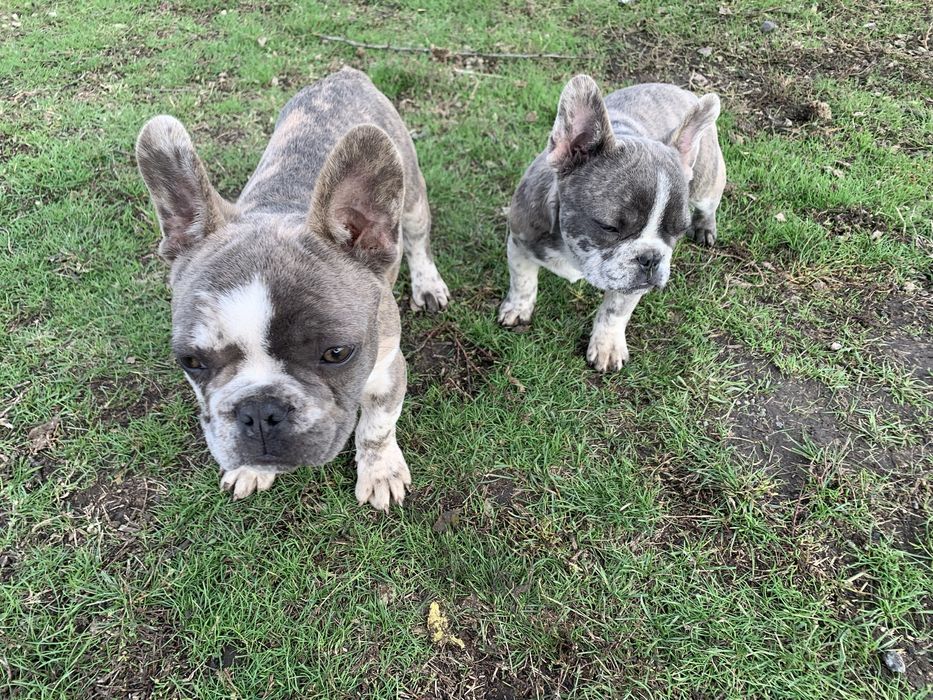 Чудові французики