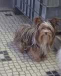 Biewer Terrier Macho adulto Criadora Registada PT 3088 FL