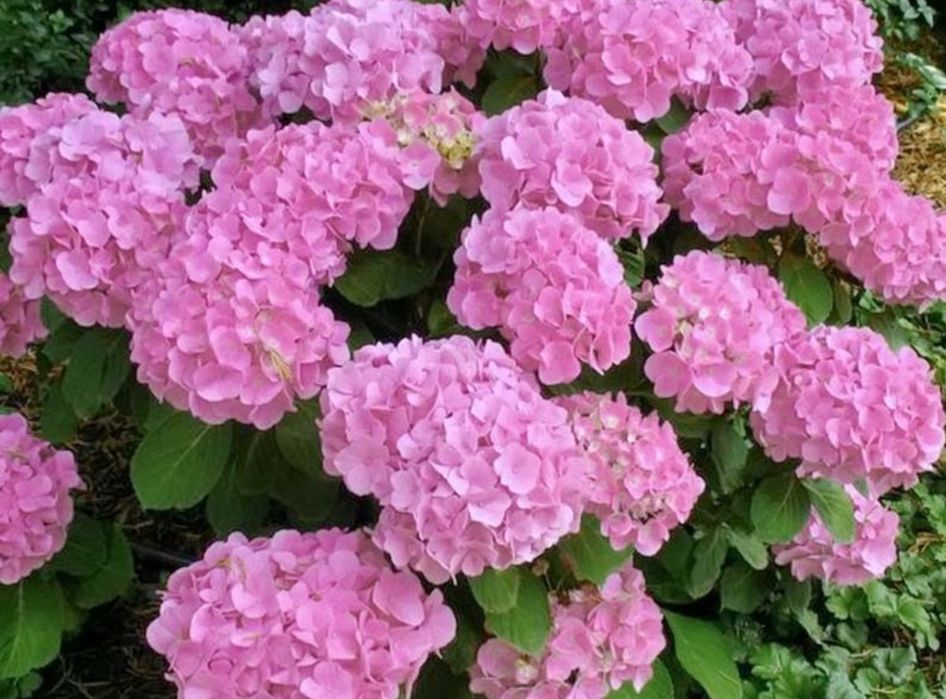 Живці для вкорінення