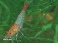 Camarões red rili