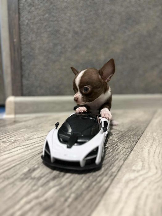 Chihuahua chlopczyk miniaturka