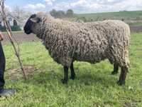 Вівці суффолк суфолк
