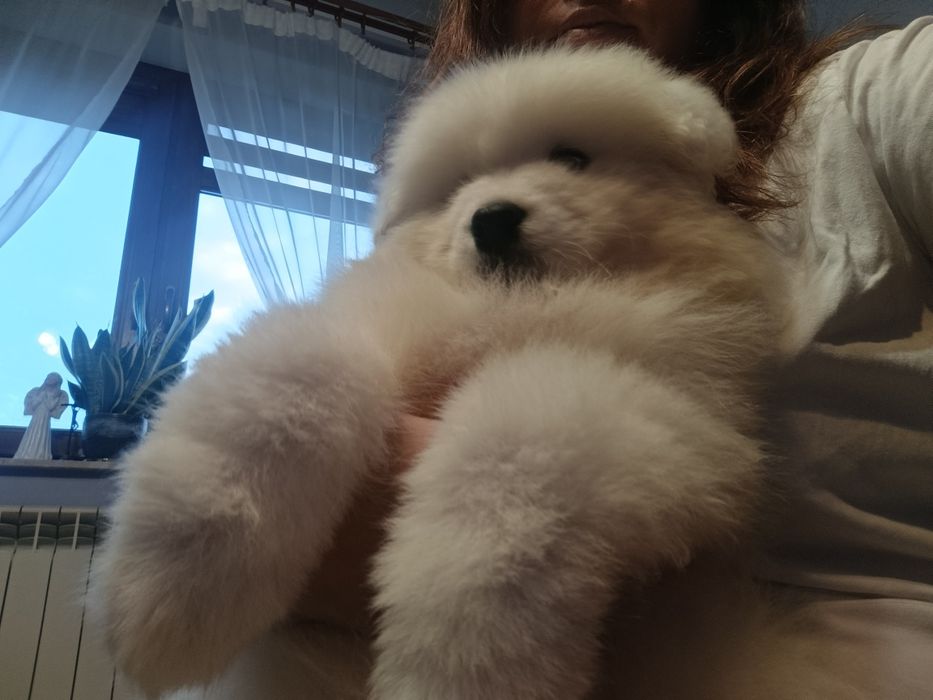 Samojed samoyed suczka FCI, badania DNA