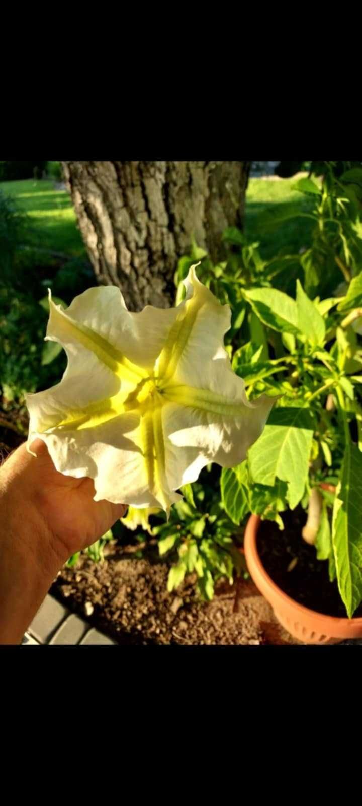 Datura duża sadzonka