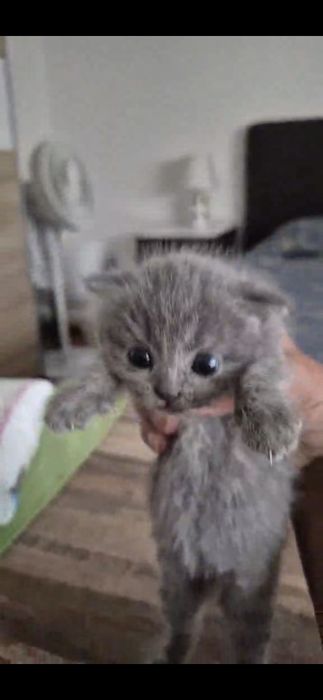 Scottish fold lilac femea