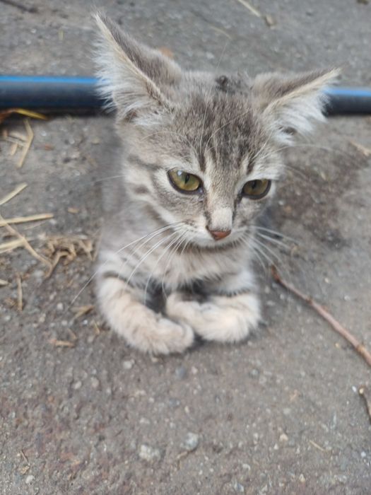 Кошеня  дівчинка котенок девочка