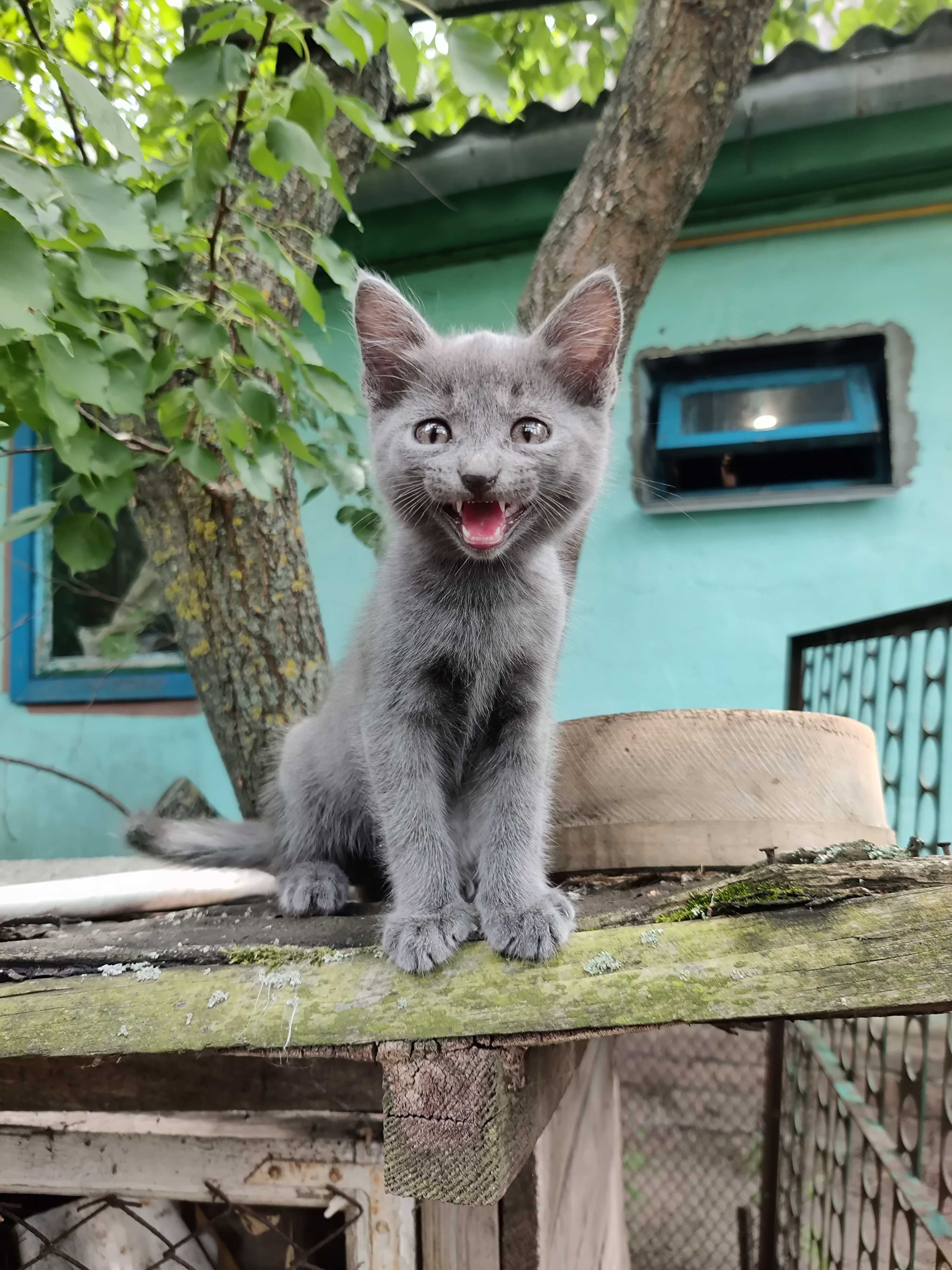 Кошенята віддам в добрі руки