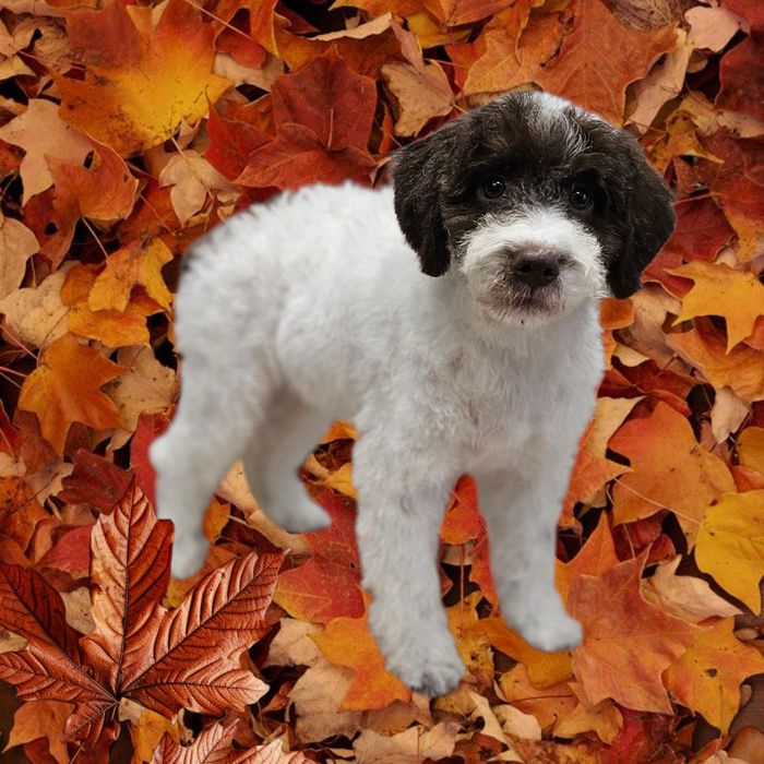 Lagotto Romagnolo FCI – łaciaty samiec z miotu FAIRY, Trufflove