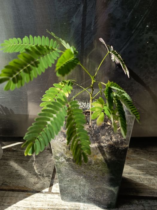 Альбиция в Одессе