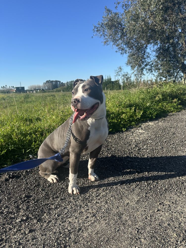 America Staffordshire Bull Terrier