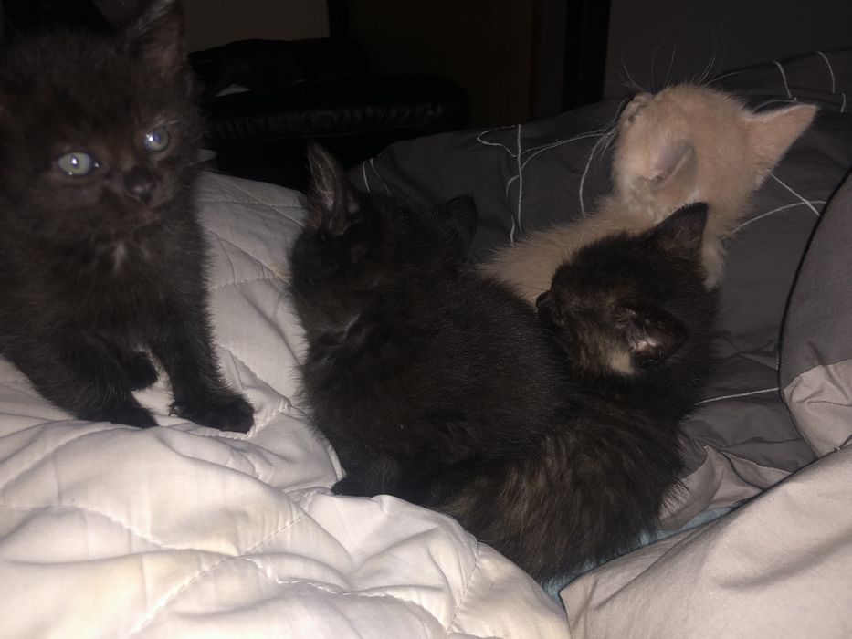 Безкоштовно віддаю чотирьох чарівних котиків із Гоґвортсу!