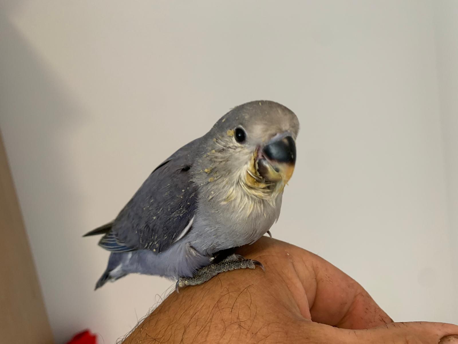 Agapones rosicolis  domesticados