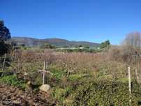 Fantástica Quinta, Alpedrinha