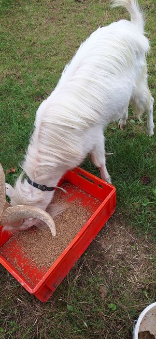 Kozioł cap saaneński