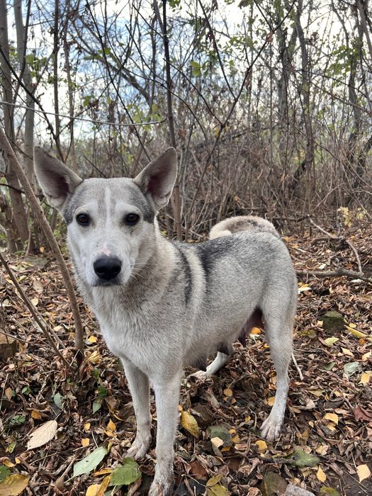 Цуценята в добрі руки