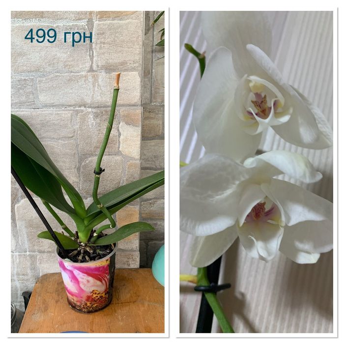 Орхидея фаленопсис Пурпурный ливень пилор, и другие