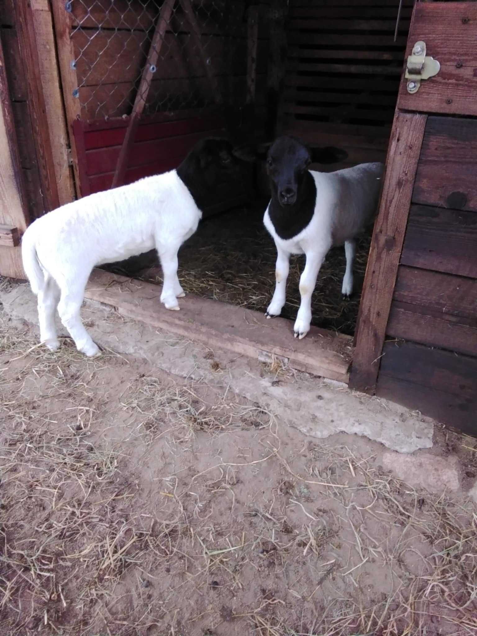 Baranki DORPER. Owieczki, Baran, Tryk, Owce, owca, jarki.