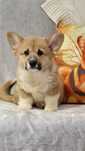 Welsh Corgi Pembroke, piesek z długim ogonkiem