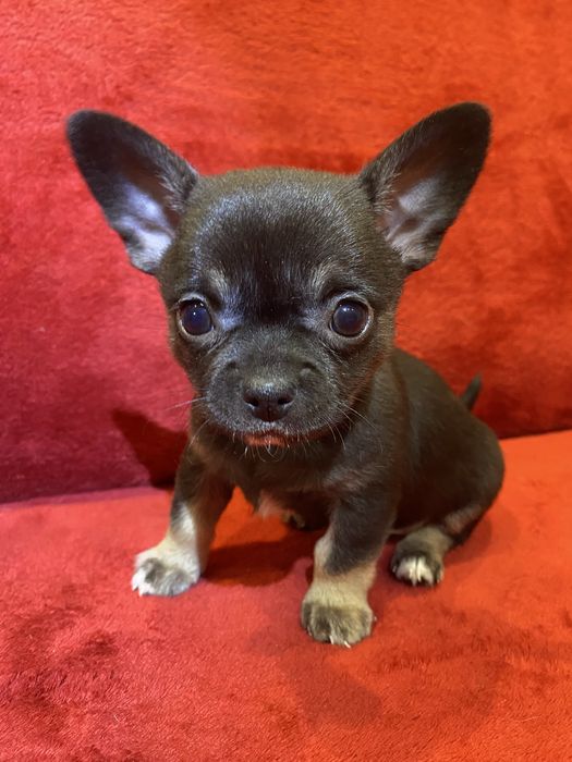 Цуценята чихуахуа