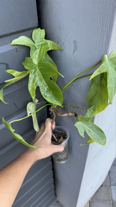 Філодендрон флорида бьюті