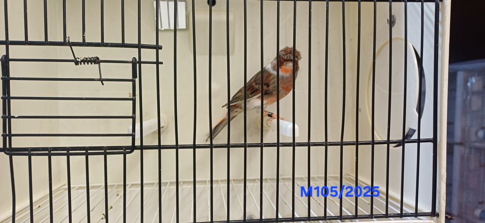 Canários Arlequins Machos