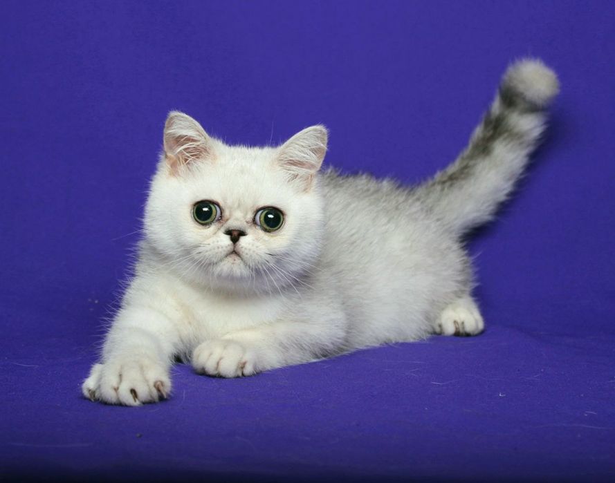 Экзотический мальчик серебро