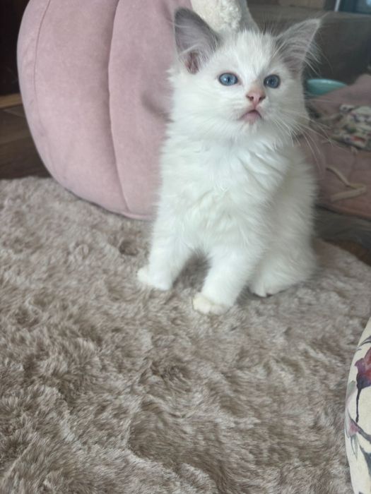 Ragdoll piękny kocurek FPL FIFE