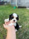 Cavalier king charles spaniel fci