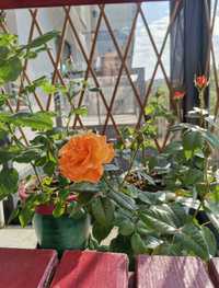 4x Róża ogrodowa balkonowa w doniczce