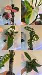 Aglaonema, Philodendron, Monstera, Syngonium, Thaumatophyllum, Hoya