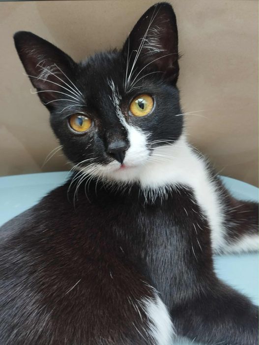 Uroczy kotek Lilo szuka domu! Otwart, kontaktowy, przemiły