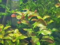 Ludwigia repens 'Mesakana'.5+1gratis.