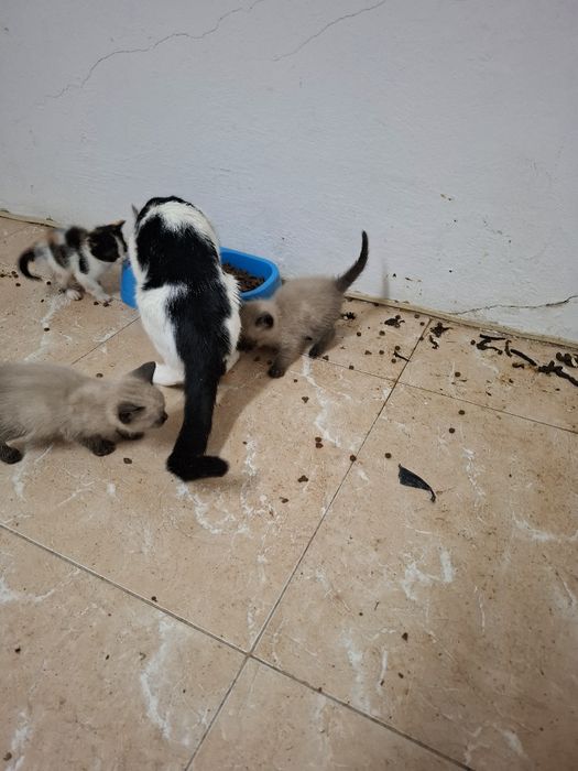 Gatos para dar  muito lindo