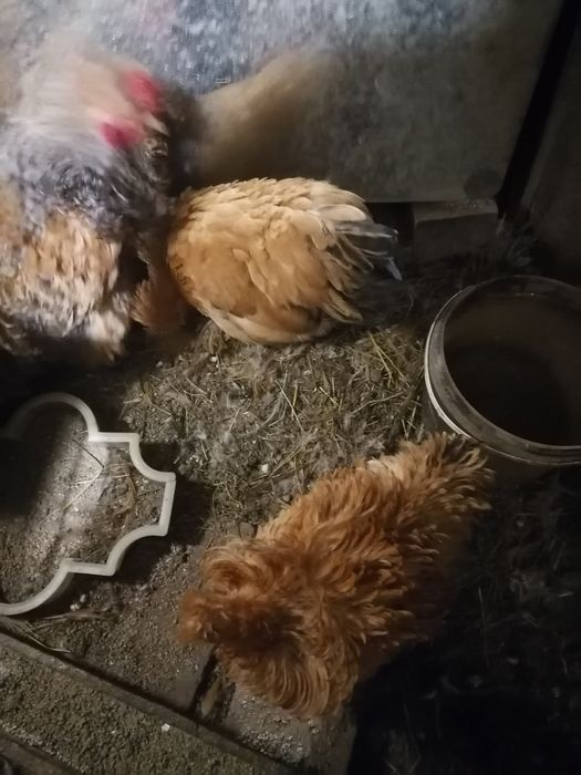 Куры корольки помеси выставочный пород