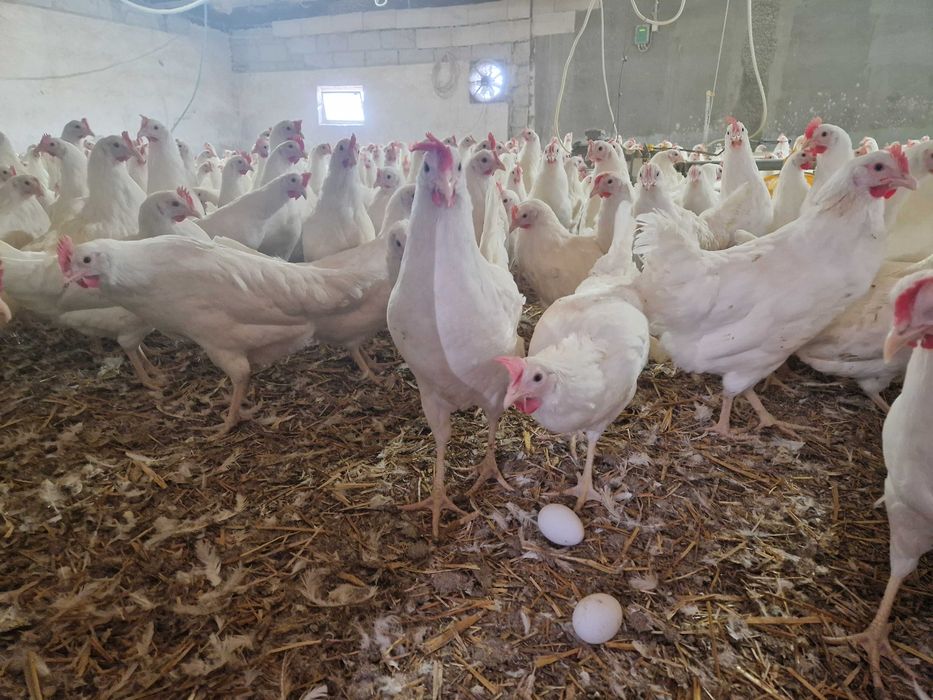 Kurki kokoszki nioski Tetra biała jak leghorn TRANSPORT GRATIS