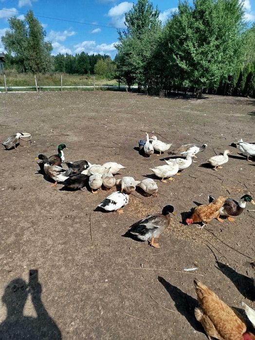 Gęsi i kaczki tegoroczne