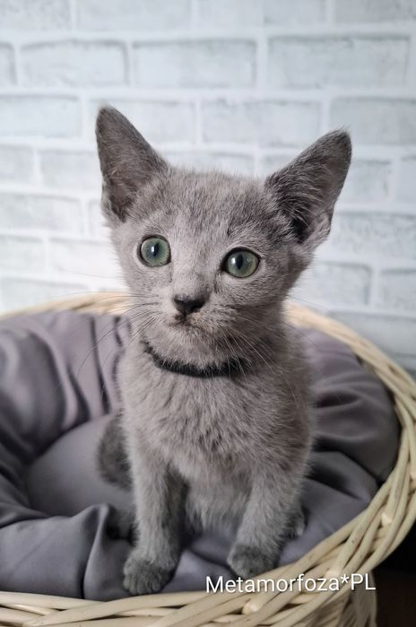 Kocurek rosyjski niebieski